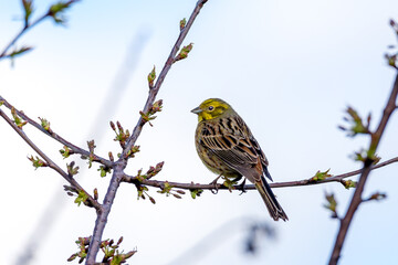 Yellowhammer on a spring tree with buds and flowers.