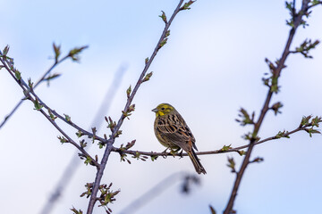 Yellowhammer on a spring tree with buds and flowers.