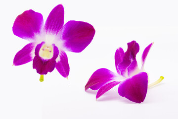 beautiful pink orchid isolate on white background