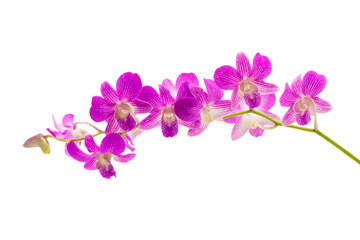 Fototapeta na wymiar Beautiful violet orchid isolated on white background