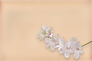 White orchid  flower isolated on a white background with clipping path