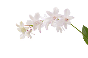 Fototapeta na wymiar White orchid flower isolated on a white background with clipping path