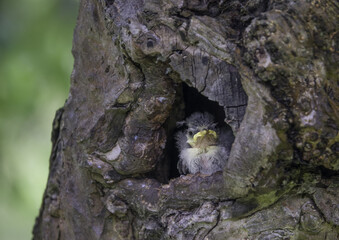 Blue tit chick ready to fledge