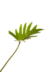 Monstera large green jungle leaf unique tropical design pattern, Swiss Cheese Plant, isolated on white background, with clipping path