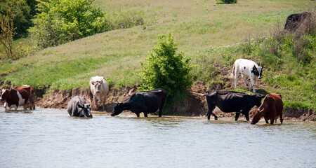 cows come to drink water from the lake in village
