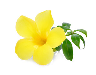 Obraz na płótnie Canvas Golden trumpet, Allamanda, flower with green leaves isolated on white