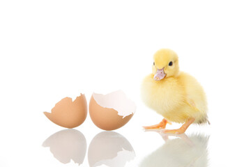 baby duck and egg on white
