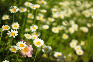 Obraz premium Chamomile in the green grass on a meadow