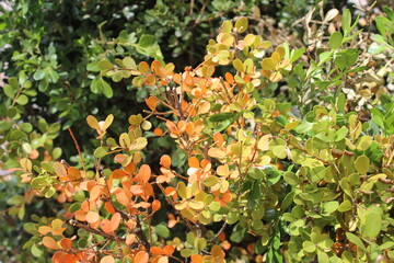 Bush with Orange, Yellow, and Green Leaves