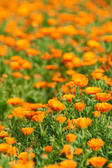 Fototapeta premium キンセンカの花畑