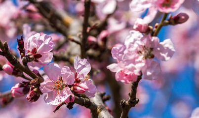 Sakura flowers only blossomed in spring on a tree