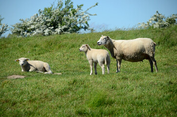 White sheep family in a green field.