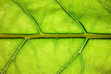 Leaf natural and light background.