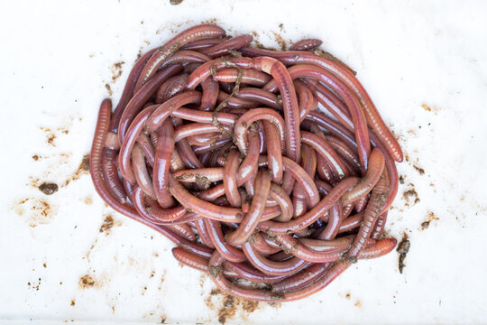 Earthworms (Dendrobena Veneta) for Fishing or Compost