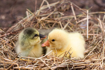 Two little domestic gosling in straw nest