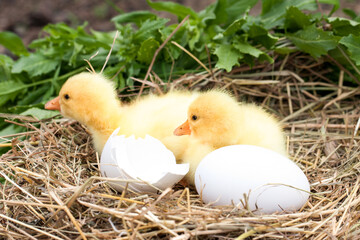 two little domestic gosling with broken eggshell and eggs in straw nest