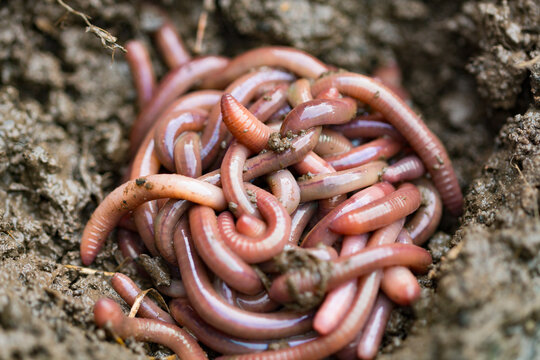 Earthworms (Dendrobena Veneta) for Fishing or Compost