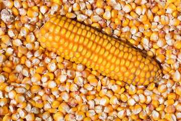 Dried corn with a head as a background. Top view