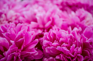 pink peonies spring background.
