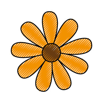 cute sunflower garden isolated icon vector illustration design
