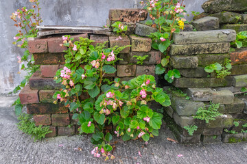 Begonia on the brick background. Backyard decoration.