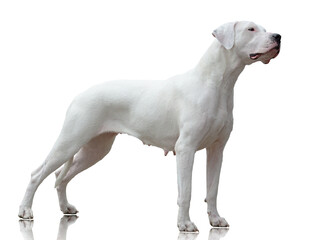 Obraz na płótnie Canvas Dogo Argentino female stand isolated on white background, side view