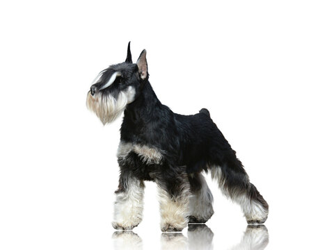 Miniature schnauzer standing isolated on white background side view