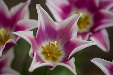 Obraz premium Flowers
