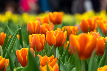 Fototapeta premium Orange tulips on flowerbed.