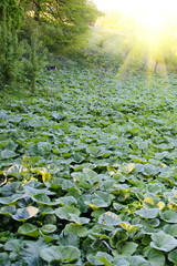A large field of green burdock