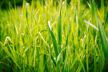 Background of green grass.