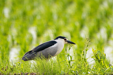 野鳥　ゴイサギ