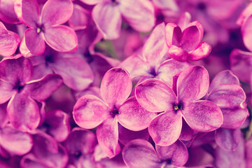 Naklejka na ściany i meble Beautiful blooming lilac flowers