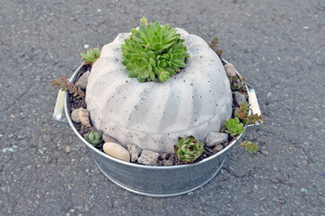 Gugelhupf, Dekoratiion, Garten