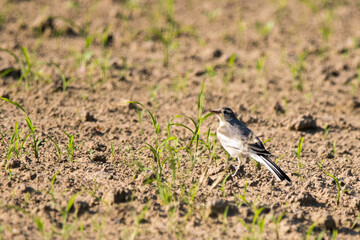 野鳥　ハクセキレイ