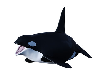 3D Rendering Orca Killer Whale on White