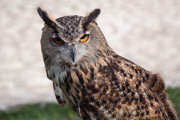 Eurasian eagle-owl