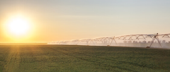 irrigation system irrigated wheat in sunset