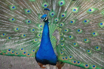 Fototapeta premium Peacock Strut
