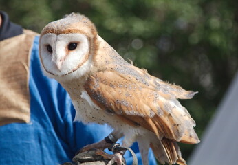 Barn owl