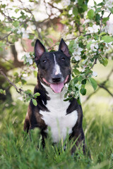 english bull terrier dog portrait in blooming tree