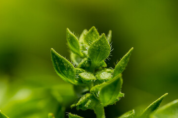 A young healthy plant growing in a green garden enviroment
