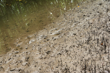 Mangrove forest
