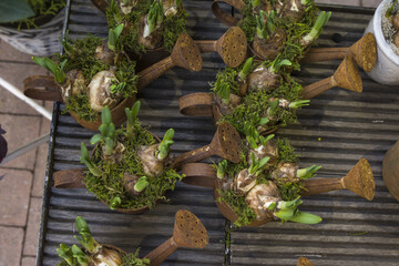 Hyacinth bulbs in the rusty pots for planting spring