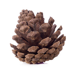 brown pine cone isolated on white background