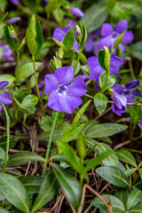 Vinca minor or lesser periwinkle background with copy space.