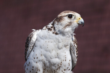 Falco rusticolus, gyrfalcon