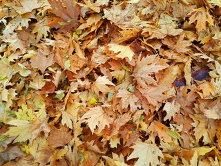 Autumn leaves