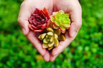 Top view cute colorful flora succulent plant in woman hand