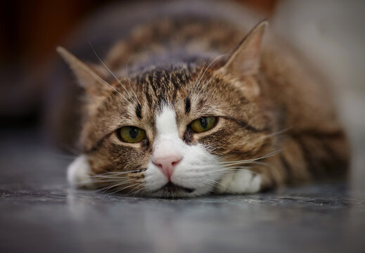 Portrait of the sad striped cat